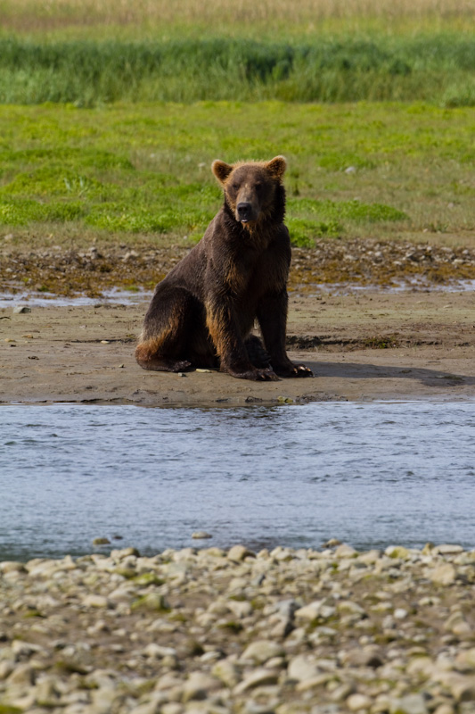 Grizzly Bear Watching For Salmon